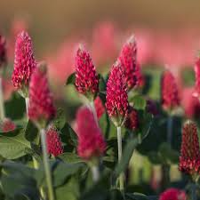 100+ Crimson Clover Seeds | Trifolium incarnatum | Fast-Growing Cover Crop or Pollinator Flower | Great for Soil & Spring Color