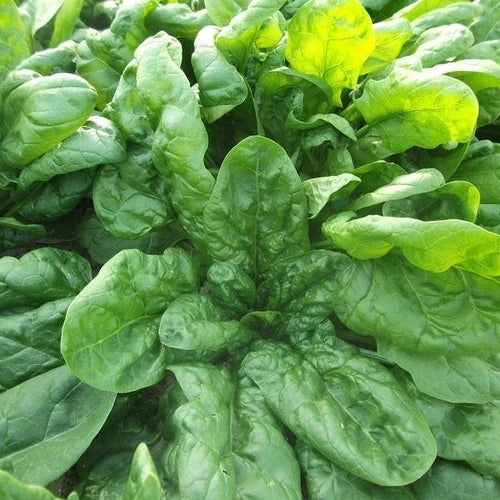 1g Spinach Viroflay Seeds Spinacia oleracea | Heirloom, Non-GMO, Giant Leaves, Nutritious, Fast-Growing Vegetable for Salads & Cooking