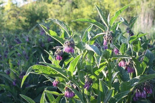 10 Russian Comfrey Unrooted Cuttings - Bocking 14 Cultivar, Symphytum x uplandicum, Herb, Organic Fertilizer, Easy to Grow Starter