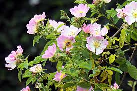 Eglantine Rose Cuttings, Rosa eglanteria, Fragrant Leaves, Edible Hips & Flowers, USDA Zones 4-9, English Garden