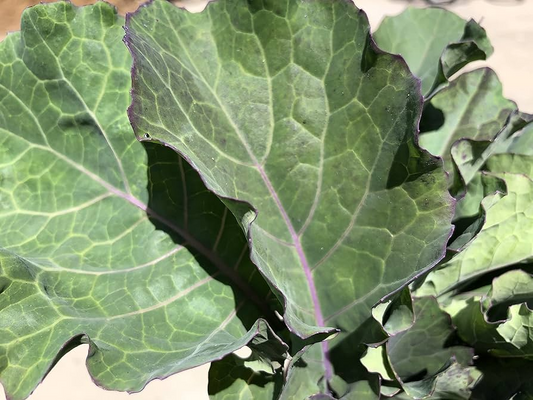 Purple Tree Collard Cuttings - 3 Live Cuttings, Brassica oleracea, Perennial Vegetable