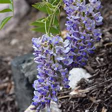 4 Wisteria Vines Blue Moon Fresh Unrooted Cuttings (Wisteria macrostachya) DIY Flowering Vine - Propagate Beautiful Blooms