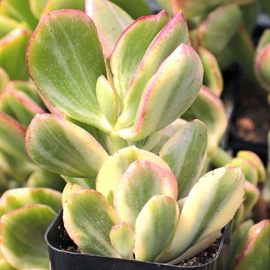 5 Cuttings Crassula Ovata Variegated Jade Lemon Lime Tri-Color Succulent Cactus