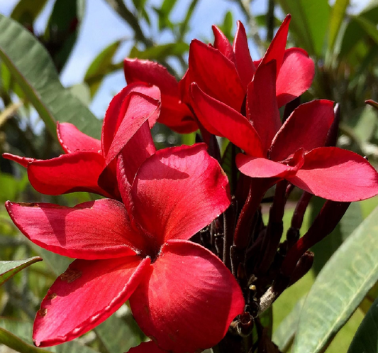 Plumeria Cuttings - Miami Rose Variety, 12-14 Inch Cuttings, Frangipani Plant Propagation