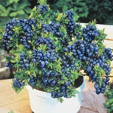 3 Top Hat Dwarf Blueberry Plants - Vaccinium angustifolium | Starter Plants | Compact Edible Fruit Bush for Pots & Gardens