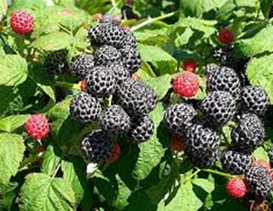 Black Raspberry Cuttings - 12+ Live Cuttings, Hardy Perennial, USDA Zones 3-9