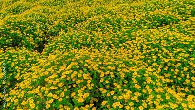 10 Live Rooted Vine Cuttings Wedelia Trilobata Perennial Ground Cover, Creeping Daisy, Tropical Flowering Plant, Landscaping & Groundcover