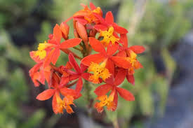 10 Rooted Cuttings Epidendrum Radicans - Ground Orchid, Fire Star Orchid - Live Plants for Sale