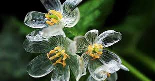 20 Skeleton Glass Flower Seeds – Diphylleia grayi – Rare Transparent Petals – Ghost Flower Seeds for Garden