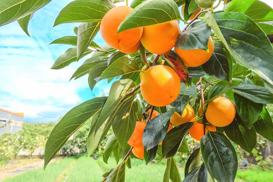 Persimmon Tree Cuttings - 3 Live Cuttings, Diospyros kaki, Rooting/Grafting, USDA Zones 6-11