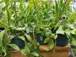 Rhipsalis crispata Plant, 6" Potted Epiphytic Cactus, Curly Stems, USDA Zones 10-12