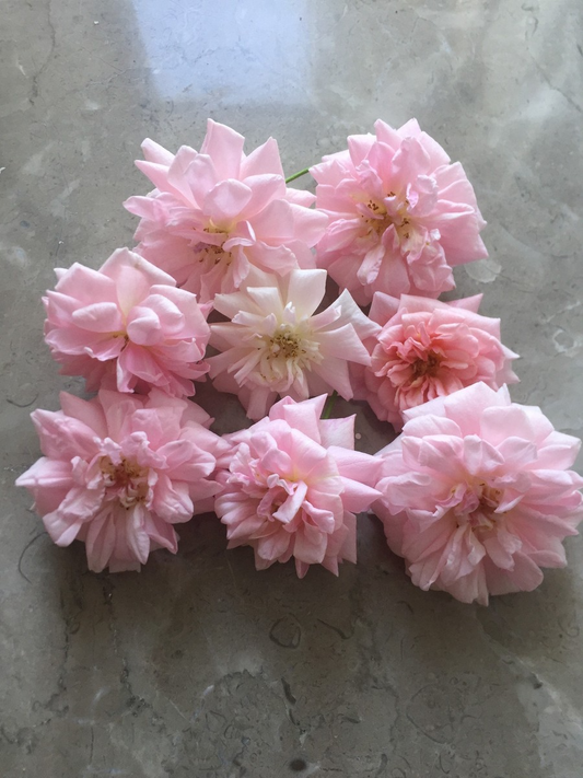 15 Organic Pink Miniature Rose Unrooted Cuttings - 6" for Grafting or Rooting, Rosa 'Fairy', Organic, Perfect for Garden or Pot