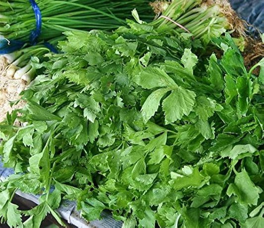 1350 Seeds Chinese Celery Kintsai Dark Green – Apium graveolens | Heirloom Celery for Planting, Gardening & Fresh Culinary Use