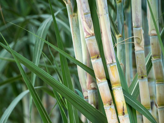3 Green Sugarcane Cuttings Ready to Plant Sweet Juicy Stalks Tropical Grass