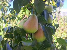 3 Shenandoah Pear Tree Scions, Unrooted Cuttings 10-12 Inches for Grafting & Rooting – Pyrus communis, Sweet Pear, Fruit Tree Propagation