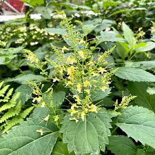 10 Stone Root Plants - Collinsonia canadensis | Bare Root Native Wildflower | Perennial for Shade & Woodland Gardens
