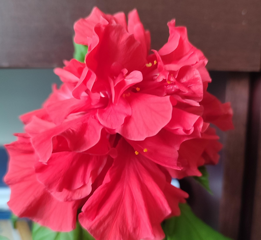 Red Chinese Rose (Hibiscus rosa-sinensis) - 5 Unrooted Cuttings