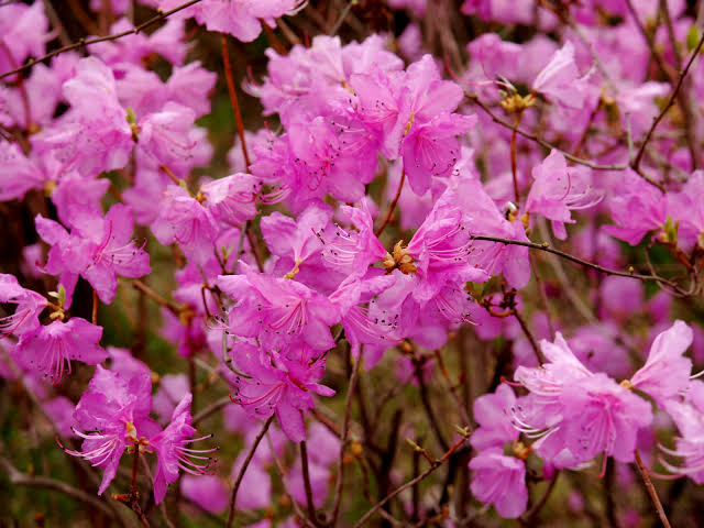 Improved Korean Azalea – 1 Live Flowering Shrub, 3-Gallon Size – Rhododendron poukhanense ‘Improved’