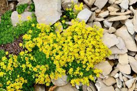 15 Ground Cover Golden Creeping Sedum, Yellow Perennial, Sedum acre, Drought Tolerant, Low Maintenance, Bare Root Plants for Garden