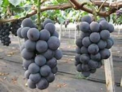 5 Japanese Kyoho Grape Unrooted Cuttings, Vitis labrusca, Sweet Purple Grapes, Easy to Root, Grape Vine Propagation, Rare Fruit Cuttings