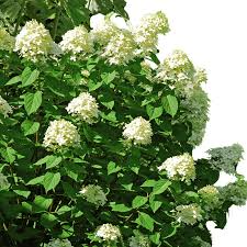 Pee Gee Hydrangea Bare Root Shrubs - 2 Live Plants, 1ft Tall, White to Pink Blooms, USDA Zones 3-8