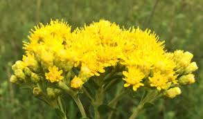 700 Oligoneuron Rigidum Stiff Goldenrod Seeds, Perennial Wildflower, Native, Yellow Blooms, Pollinator-Friendly, Garden, Landscape Plant