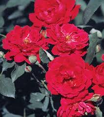 Rosa 'Blaze Improved' Climbing Rose, 6 Rooted Cuttings, Deciduous Vine, USDA Zones 5-9, Full Sun
