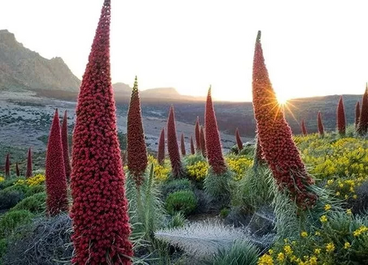 Tower of Jewels Live Plant - 3" Pot, Echium wildpretii, Rare Biennial, 10ft Salmon-Red Spikes, Drought Tolerant, Zones 9-10, Canary Islands Native