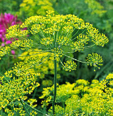 700 Dill Bouquet Seeds for Planting – Anethum graveolens – Fresh Herb for Cooking, Pickling, Gardening, Easy to Grow