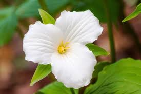 3 White Trillium Plants - Bare Root Trillium grandiflorum | Perennial Wildflower | Shade-Loving Woodland Plant