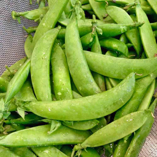 25+ Sugar Pod Snow Pea Seeds | Pisum sativum | Non-GMO Sweet Snow Peas for Crisp Edible Pods | Cool Season Garden Vegetable