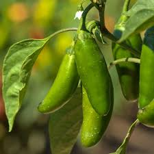 100+ Jalapeño Pepper Seeds | Capsicum annuum | Spicy Heirloom Variety | Grow Flavorful Peppers for Salsa, Pickling, or Grilling