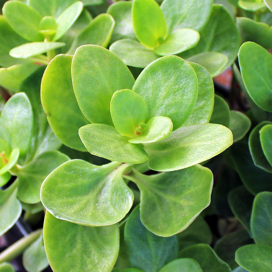 3 Fairy Crassula Succulent 3" Unrooted Cuttings - Crassula Multicava, Calico Kitten, Easy Care Houseplant, Rare Succulent for Gardening