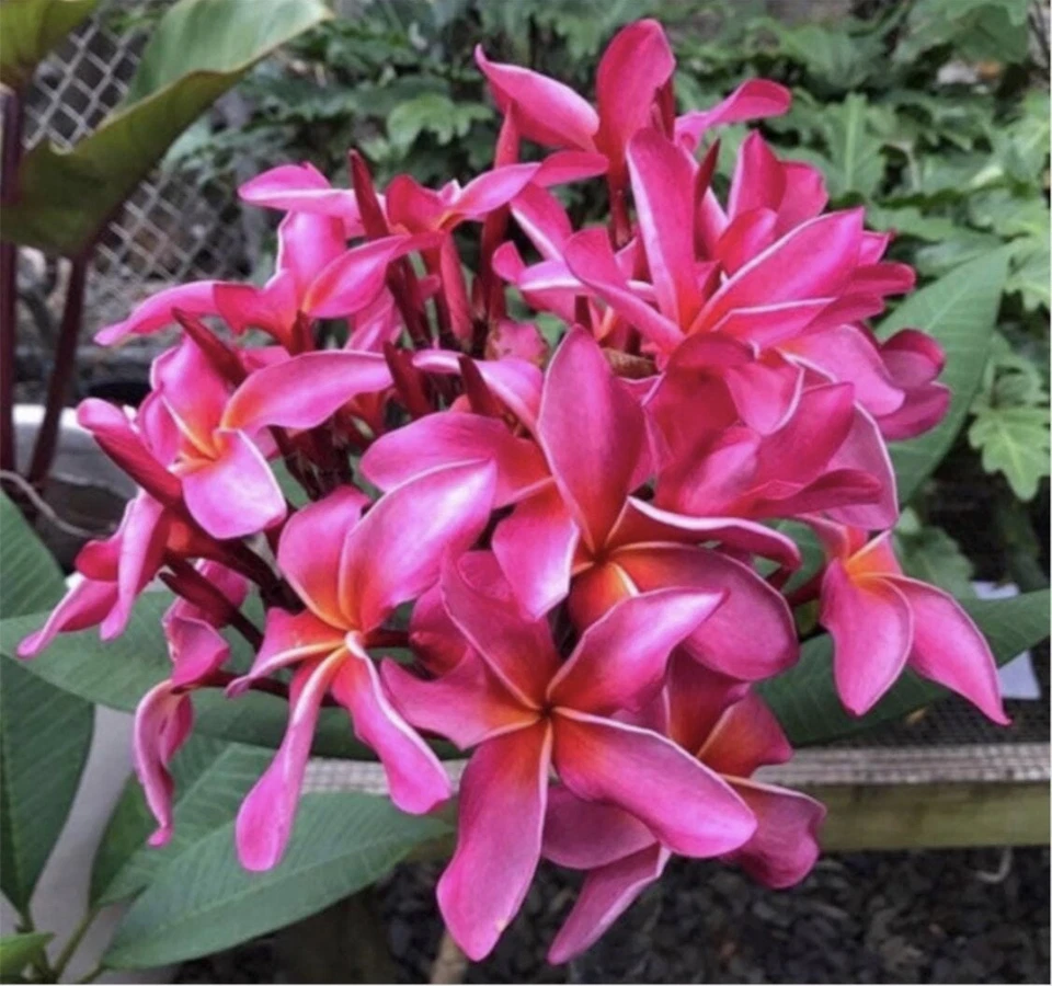 Rooted Plumeria Cutting 'Wave Rage' - 17 Inch with 2 Tips - Hawaiian Frangipani