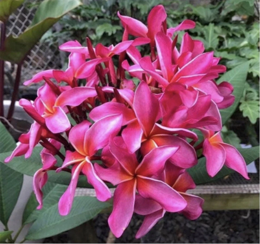 Rooted Plumeria Cutting 'Wave Rage' - 17 Inch with 2 Tips - Hawaiian Frangipani