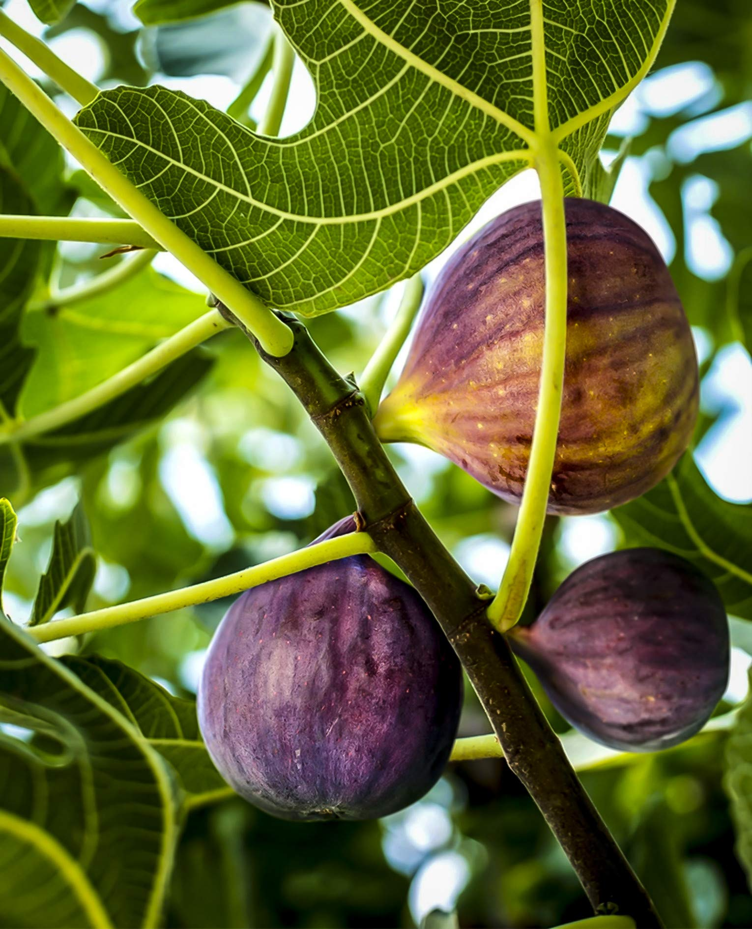 3 Black Mission Fig Trees - Ficus carica | Starter Plants | Sweet Edib ...