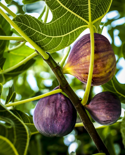 3 Black Mission Fig Trees - Ficus carica | Starter Plants | Sweet Edible Fruit Tree for Containers, Gardens, or Landscapes