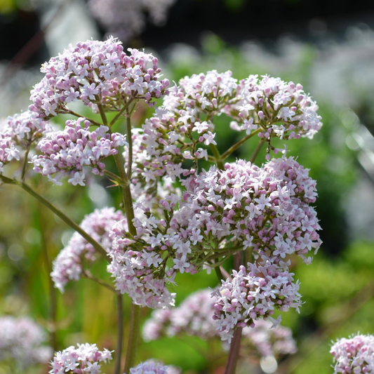 Valerian (Valeriana officinalis) – 100+ Seeds | Perennial Herb, Calming & Catnip Alternative | USA Grown