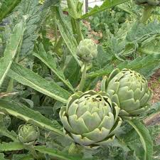 10 Green Globe Artichoke Seeds - Cynara scolymus | Heirloom Artichoke for Planting, Gardening & Culinary Use | Large, Tender Buds