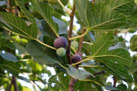 4 Chicago Hardy Fig Unrooted Cuttings/Scions 6" or Longer with 3+ Nodes - Freshly Cut, Ficus Carica, Perfect for Propagation & Planting