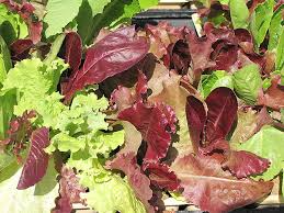 1000 Gourmet Lettuce Blend Seeds | Mixed Salad Bowl Lettuce, Crisp & Fresh, Easy to Grow, Ideal for Home Gardens, Variety of Leaf Types