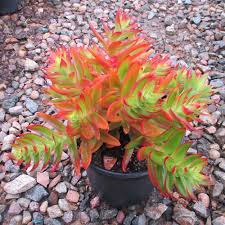 3 Crassula capitella Campfire Succulent Cuttings - Unrooted, Red and Green, Jade Plant, Succulent Cactus, Home Decor, Gardening Gift