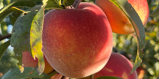 6 Donut Peach Fruit Tree Scion Cutting 6-10" Unrooted for Grafting & Rooting, Prunus persica var. platycarpa