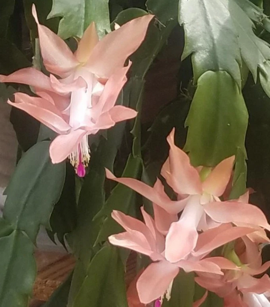 Schlumbergera truncata Cuttings, 2 Stem Segments, Peach-Colored Blooms, Holiday Cactus, USDA Zones 10-12