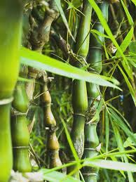 Bambusa ventricosa Cutting, Buddha Belly Bamboo, 1 Rooted Division, Clumping Bamboo, USDA Zones 9-11