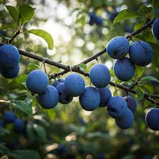 European Purple Plum Live Plant - Rooted Cutting 6-8" - Sweet Edible Fruit - Self-Pollinating - Zones 5-8 - Hardy Old World Variety