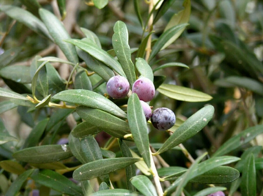 Arbequina Olive Tree Starter Plant 5+ Inches Olea Europaea Drought Tolerant USDA Zones 8-11