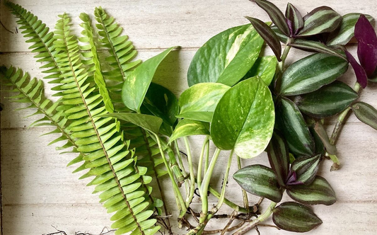 12 Rooted Plant Cuttings (3 Each) - Pothos, Wandering Jew, Arrowhead Vine, Ferns, Easy Care Indoor Plants, Perfect for Propagation