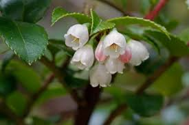 Vaccinium ovatum Cuttings - 6 Count - Evergreen Huckleberry - Native Shrub