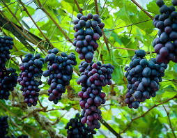 5 Muscadine Grape Plants - ‘Southern Home’ | Vitis spp. Starter Plants | Edible Fruit Vine, Cold Hardy, Ideal for Trellis or Arbor